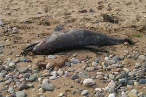 Encuentran delfín muerto en playas de Cartagena