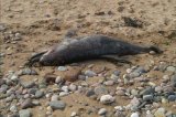 Encuentran delfín muerto en playas de Cartagena