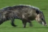 Video: Una zarigüeya invadió una cancha en el fútbol mexicano