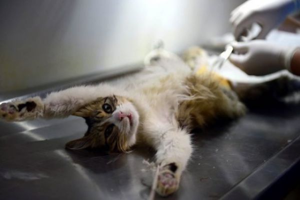 Urgencias veterinarias para animales de la calle ya son una realidad en Bogotá