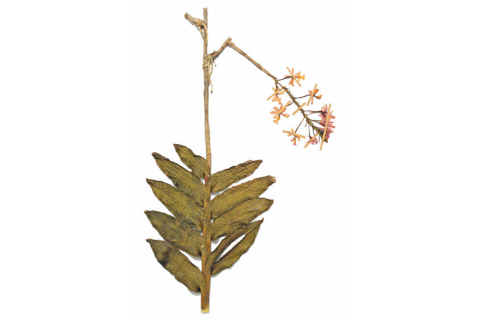 Esta planta tiene como nombre científico Epidendrum secundum Jacq, pero es conocida como Orquídea y tiene la capacidad de adaptarse a condiciones extremas. / Cortesía