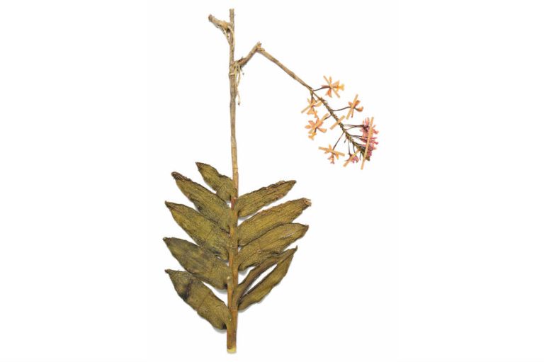 Herbarios: memoria histórica de la flora