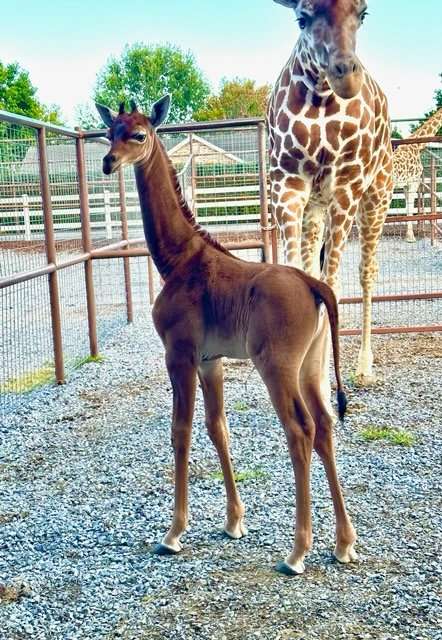 La jirafa nació sin el característico patrón de pelaje blanco, con el que se diferencia a cada individuo de esta especie.