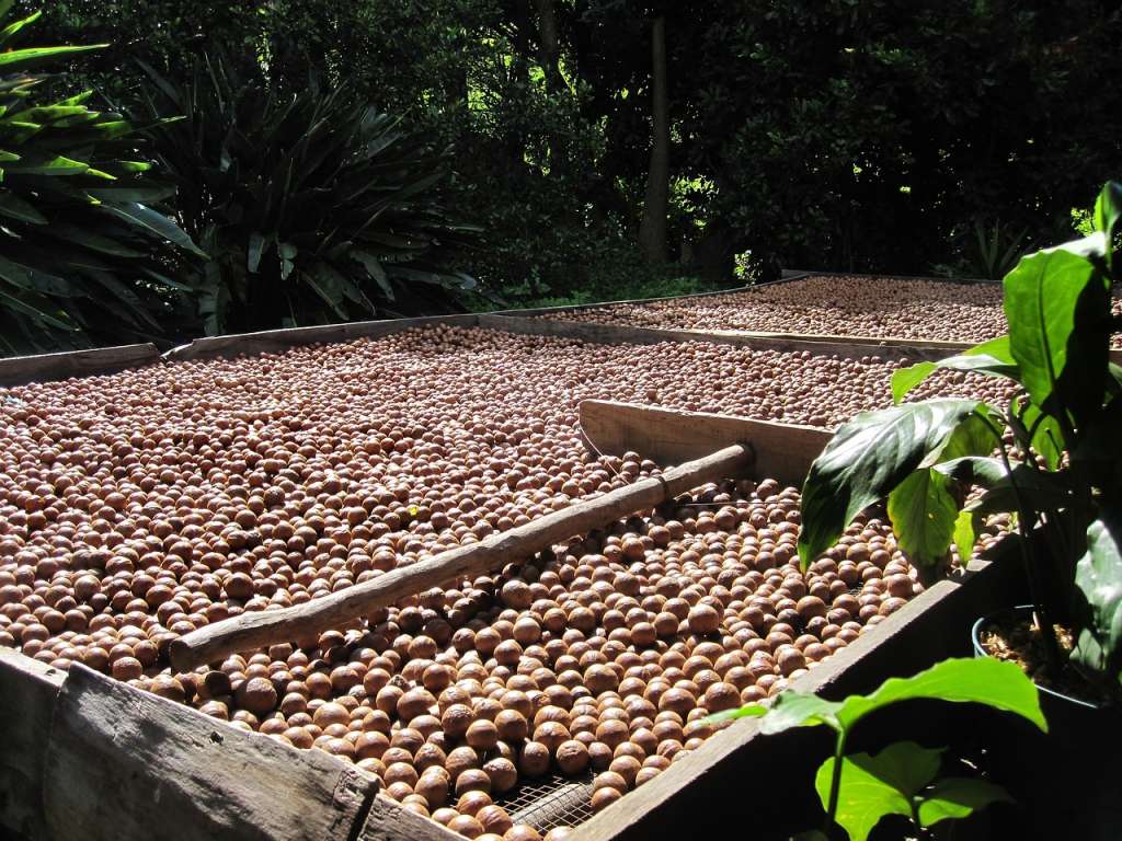 A través de estas iniciativas, la asociación busca subrayar el triple impacto positivo que tiene el cultivo de la macadamia: en lo económico, en lo social, y en lo ambiental.