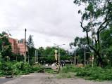 Alcaldía de Envigado tala últimos árboles del Túnel Verde