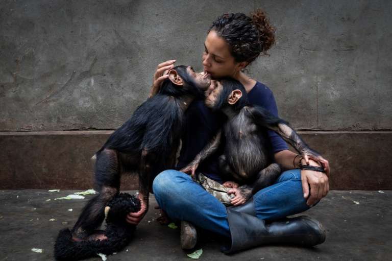 Categoría historia fotoperiodística: Brent Stirton, de Sudáfrica, presenta el perfil de un centro de rehabilitación que cuida de chimpancés huérfanos por el comercio de carne de animales silvestres.