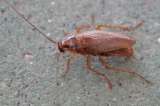 Duras de matar: a las cucarachas ya no les hacen ni cosquillas algunos insecticidas