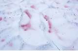 Algunas capas de nieve se están volviendo rosadas. Esta es la razón