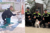 Baño, comida y amor: así cuidan los policías a dos perritas rescatadas en el Huila