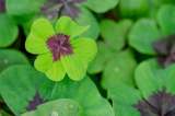 10 supersticiones o “agüeros” de la buena suerte