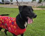 Jugó con sus mascotas y luego huyó: indignación por abandono de dos perros en Perú