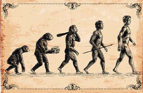 Científicos identifican los cambios corporales que permitieron a los humanos caminar en dos pies