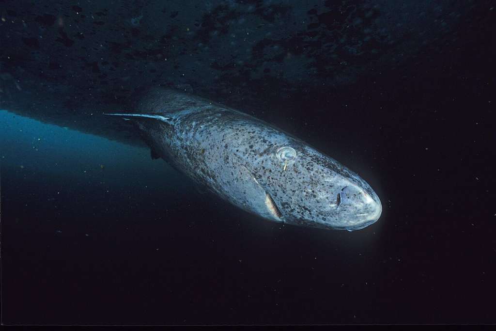 Tiburón de Groenlandia.