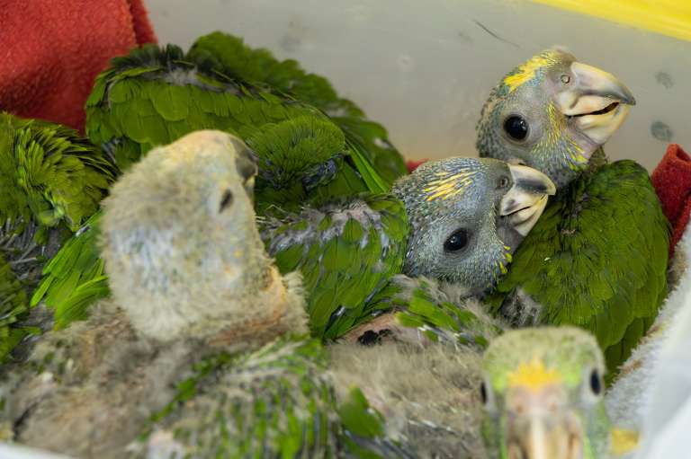 Loros decomisados