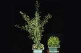 Científicos descubren que una bacteria puede convertir a una planta en “zombi”