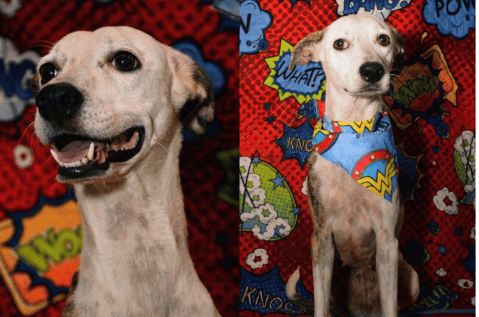Bubba fue devuelta tras ser adoptada y aún espera un hogar en Barranquilla