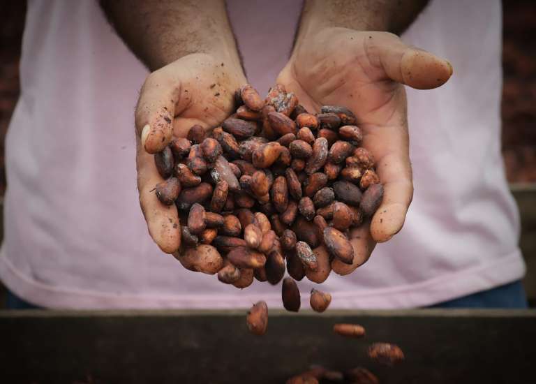 Este campesino sustituyó el cultivo de coca por el cacao.