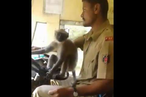 India suspende a un chofer de bus por dejar "manejar" a un mono