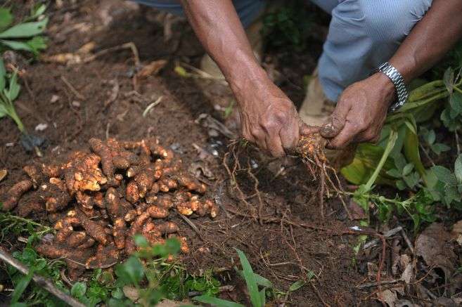Productores que cuiden y conserven el bosque podrán recibir una compensación hasta del 50% del
valor del crédito solicitado.