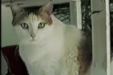 Creme Puff, el gato que vivió 38 años y se convirtió en el más viejo del mundo