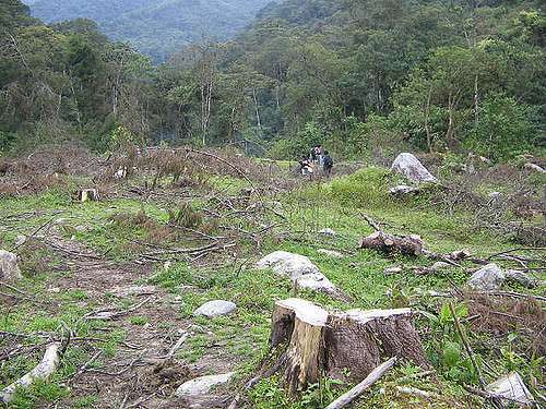 En la zona del piedemonte de Caquetá hay más de 979 mil hectáreas afectadas por el exceso de ganado y cultivos.  / Medea material