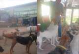 Suspenden el desalojo del refugio Callejeros Fontibón en Bogotá: ¿qué pasó?