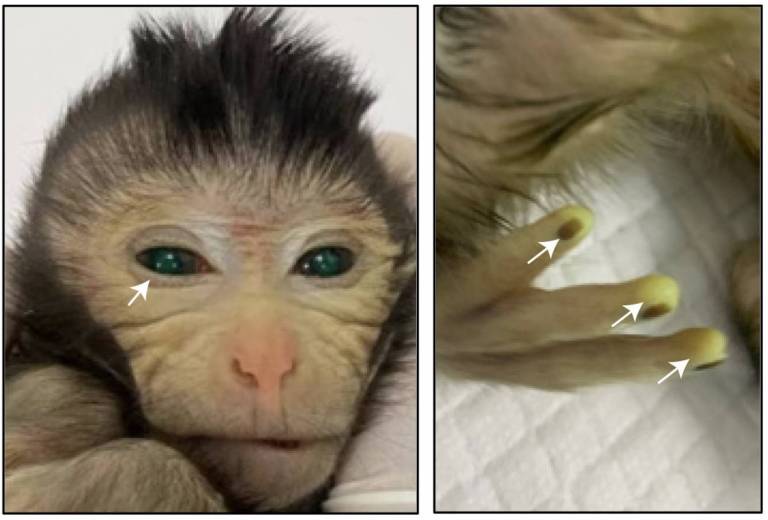 Nace el primer mono de células de embriones genéticamente distintos