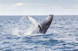¡Bienvenidas! llegan las ballenas jorobadas al Pacífico colombiano