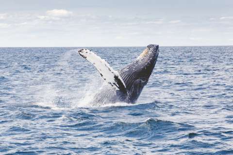 ¡Bienvenidas! llegan las ballenas jorobadas al Pacífico colombiano