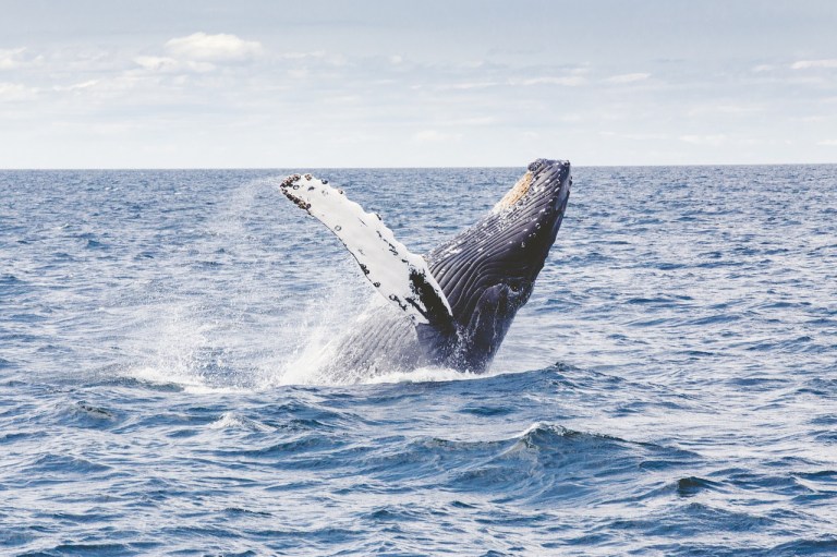 ¡Bienvenidas! llegan las ballenas jorobadas al Pacífico colombiano