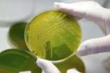 Hallan en río Besòs de Barcelona una bacteria que puede descontaminar acuíferos