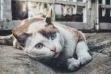 ¿Cómo saber si un gato está estresado? Estas son las señales principales