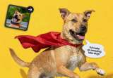Gemini se une a refugios de animales para promover la adopción con fotos creadas con IA