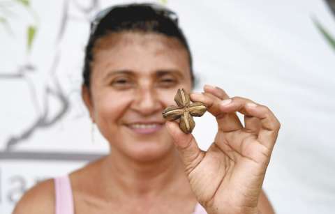 Cultivando sacha inchi, los excombatientes de las Farc se quedan en Arauca
