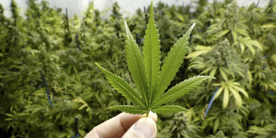 Foria Refel, los supositorios vaginales de marihuana que alivian los cólicos menstruales