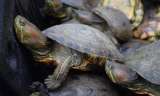 Autoridades de Córdoba rescataron 162 tortugas hicoteas en el patio de una vivienda
