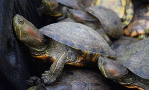 Autoridades de Córdoba rescataron 162 tortugas hicoteas en el patio de una vivienda
