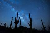 Microchips en los gigantescos cactus de Estados Unidos para evitar su robo