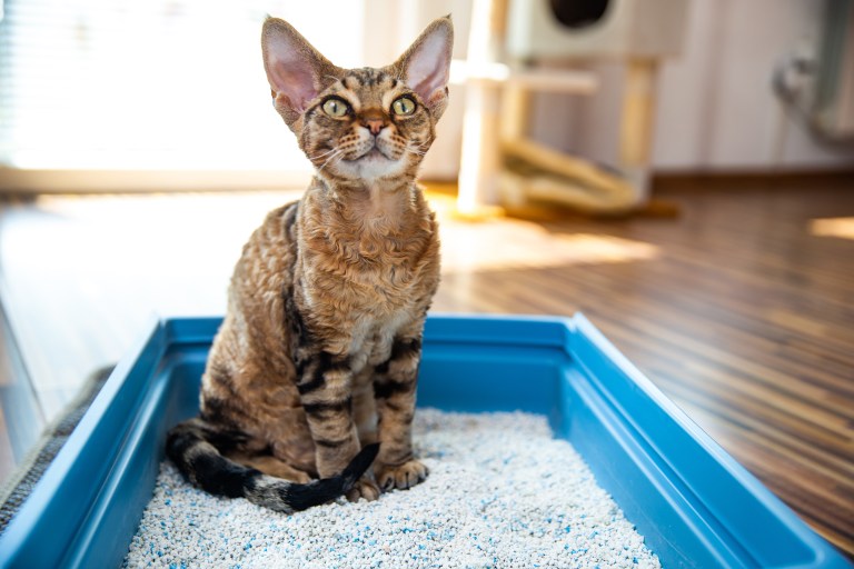 ¿Por qué mi gato corre tras usar el arenero?