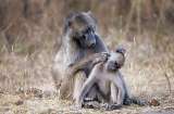Los celos podrían no ser solo cosa de humanos: estos monos también los sienten