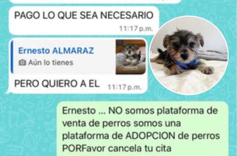 “Pago lo que sea necesario”: refugio responde a hombre que quiso pagar por perro