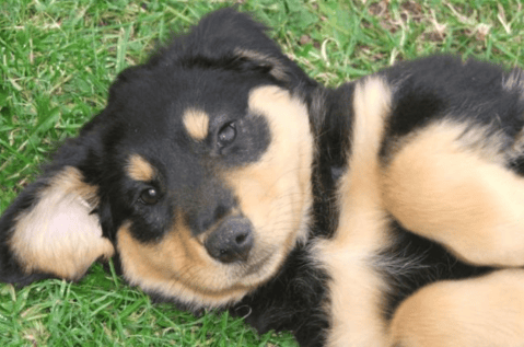 Shola, la perrita que convirtió su ceguera en una esperanza para otros caninos