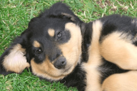Shola, la perrita que convirtió su ceguera en una esperanza para otros caninos