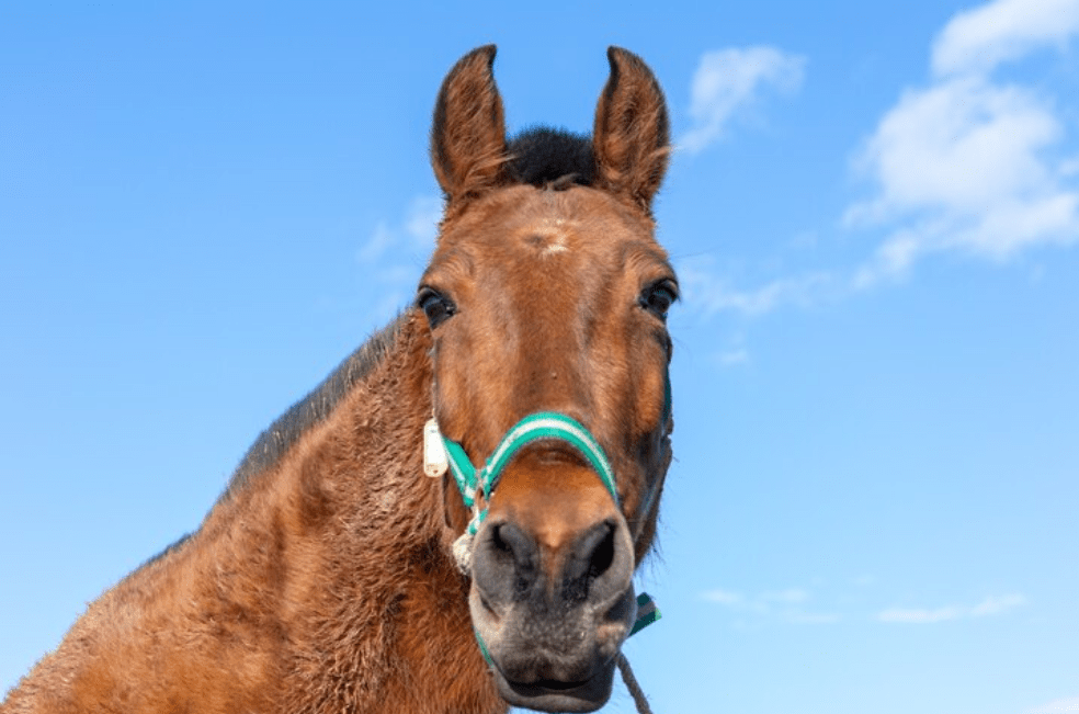¿Por qué los caballos duermen de pie?