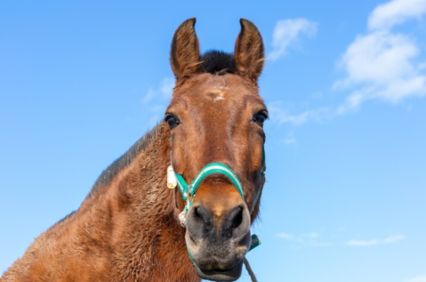 ¿Por qué los caballos duermen de pie?