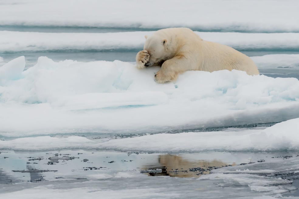 Lamentación: Esta imagen fue tomada a uno de los individuos de osos polares que habitan en Noruega.