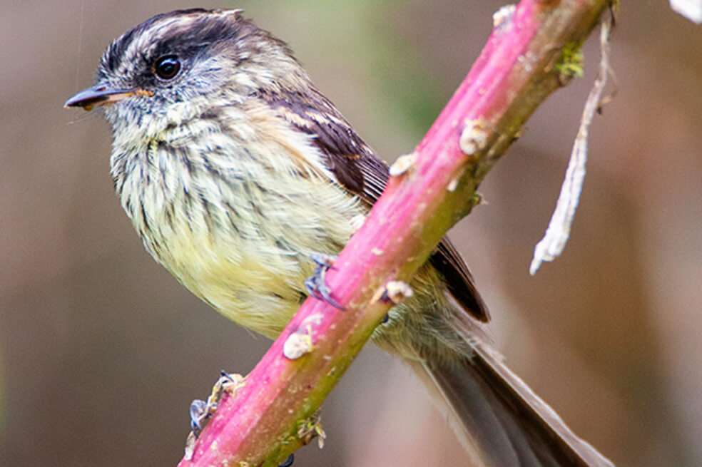 Uromyias agilis, es una especie de ave paseriforme, de la familia Tyrannidae, perteneciente al género Uromyias. / colombia.travel/birds