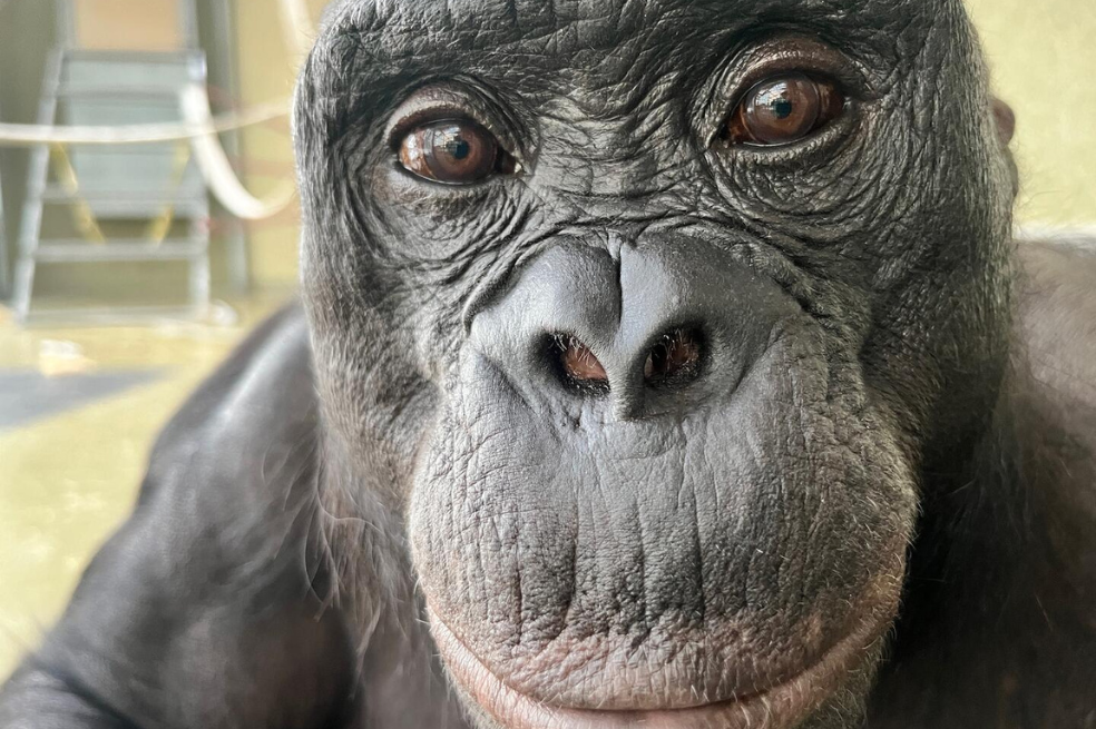 Kanzi, uno de los bonobos que hizo parte del estudio.