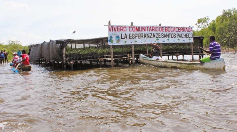  En Bocacerrada ya está funcionando un vivero, con 20.000 plantulas de manglar.  / Fotos: Cortesía Fondo de Agua de Cartagena