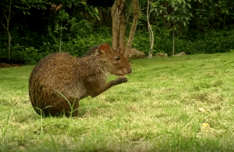 Video: cámara trampa capta 12 especies en San Gil, Santander